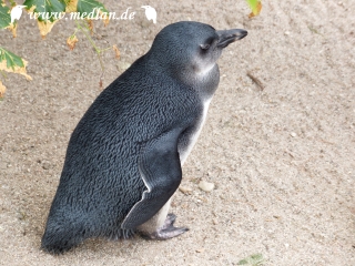 Zoo Leipzig: Pinguin